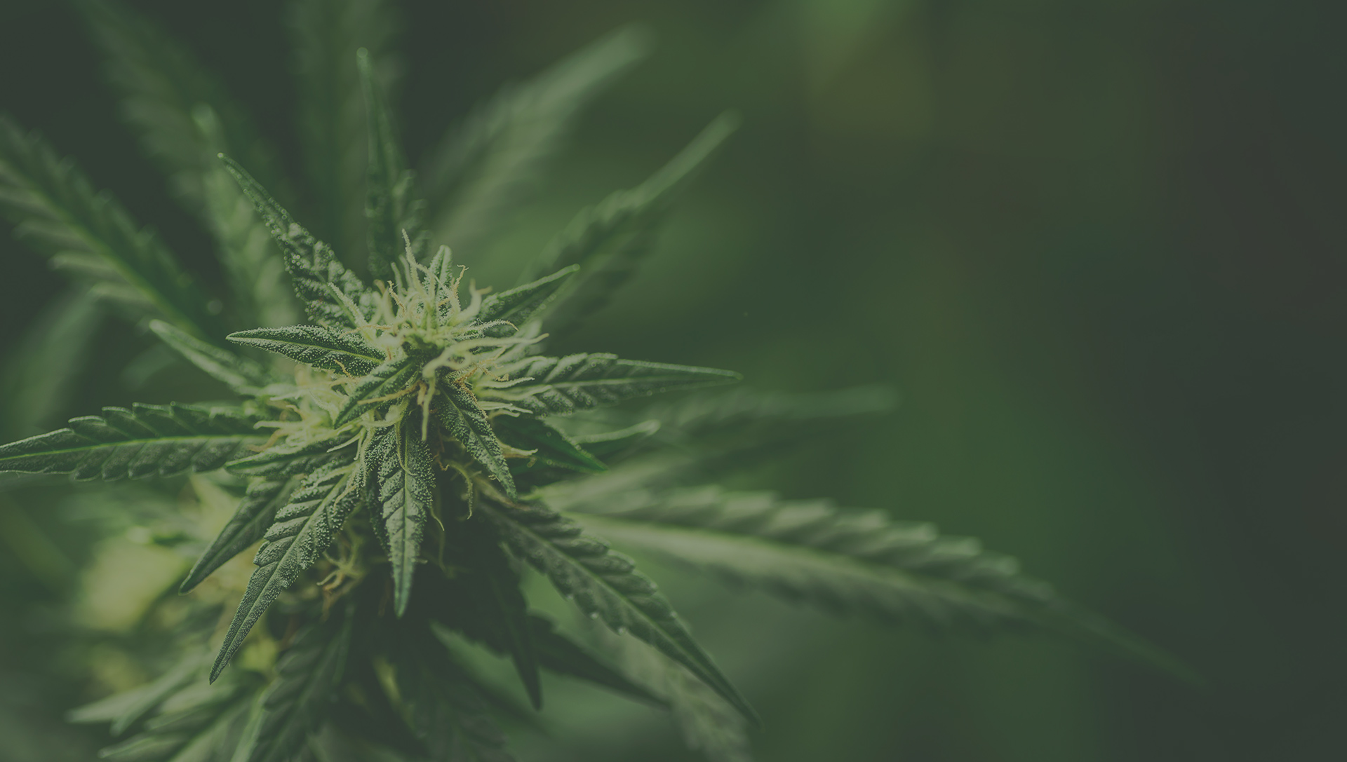 Cannabis Social Club Hamburg Cannapingu Cannabis Club